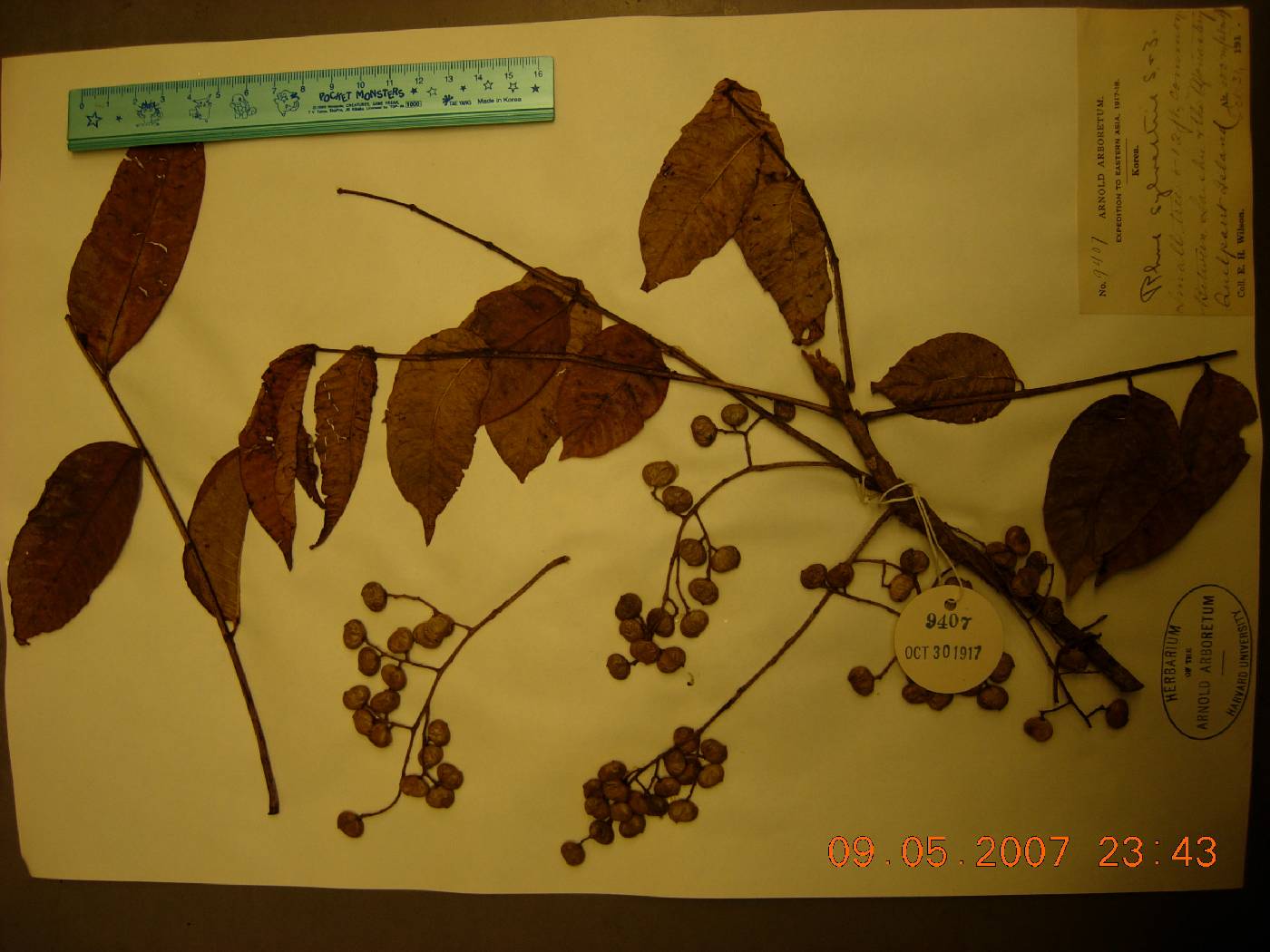 Toxicodendron sylvestre image