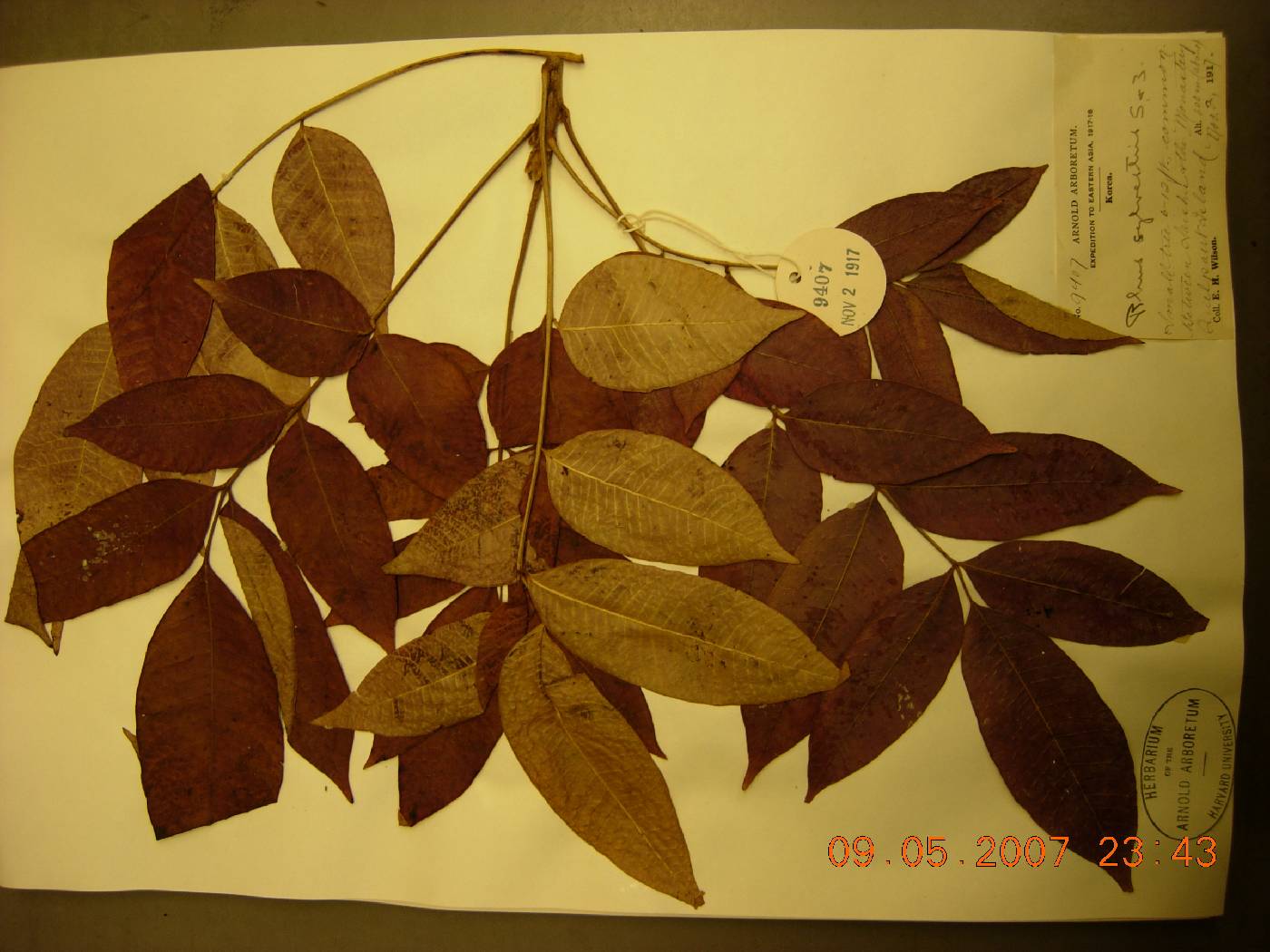 Toxicodendron sylvestre image