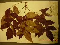 Toxicodendron sylvestre image