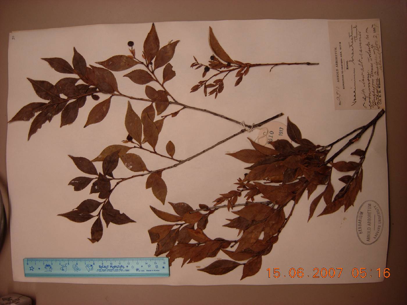 Vaccinium bracteatum image