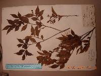 Vaccinium bracteatum image