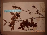 Vaccinium hirtum image