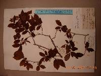 Vaccinium hirtum image