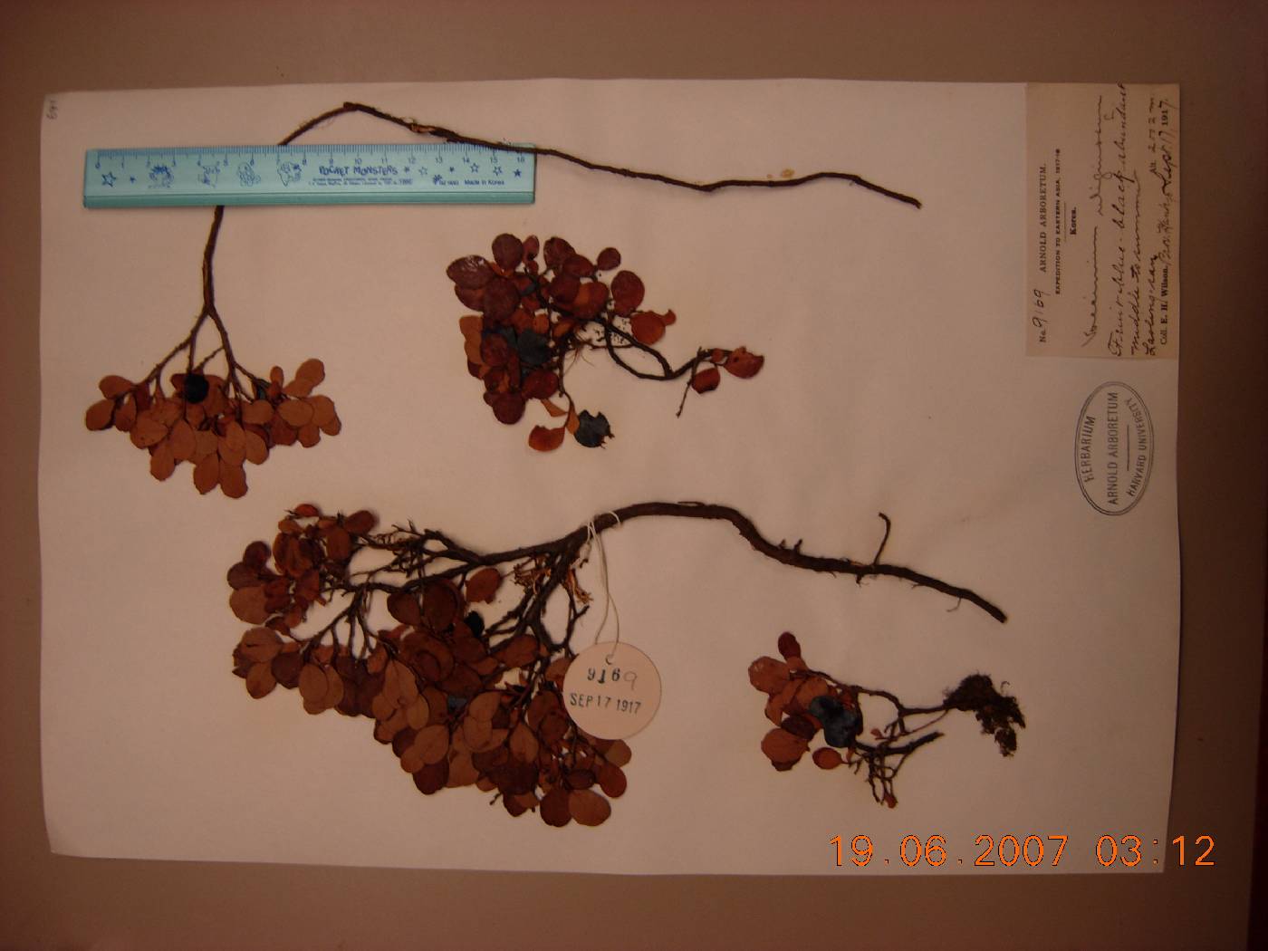 Vaccinium uliginosum image
