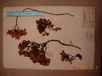 Vaccinium uliginosum image