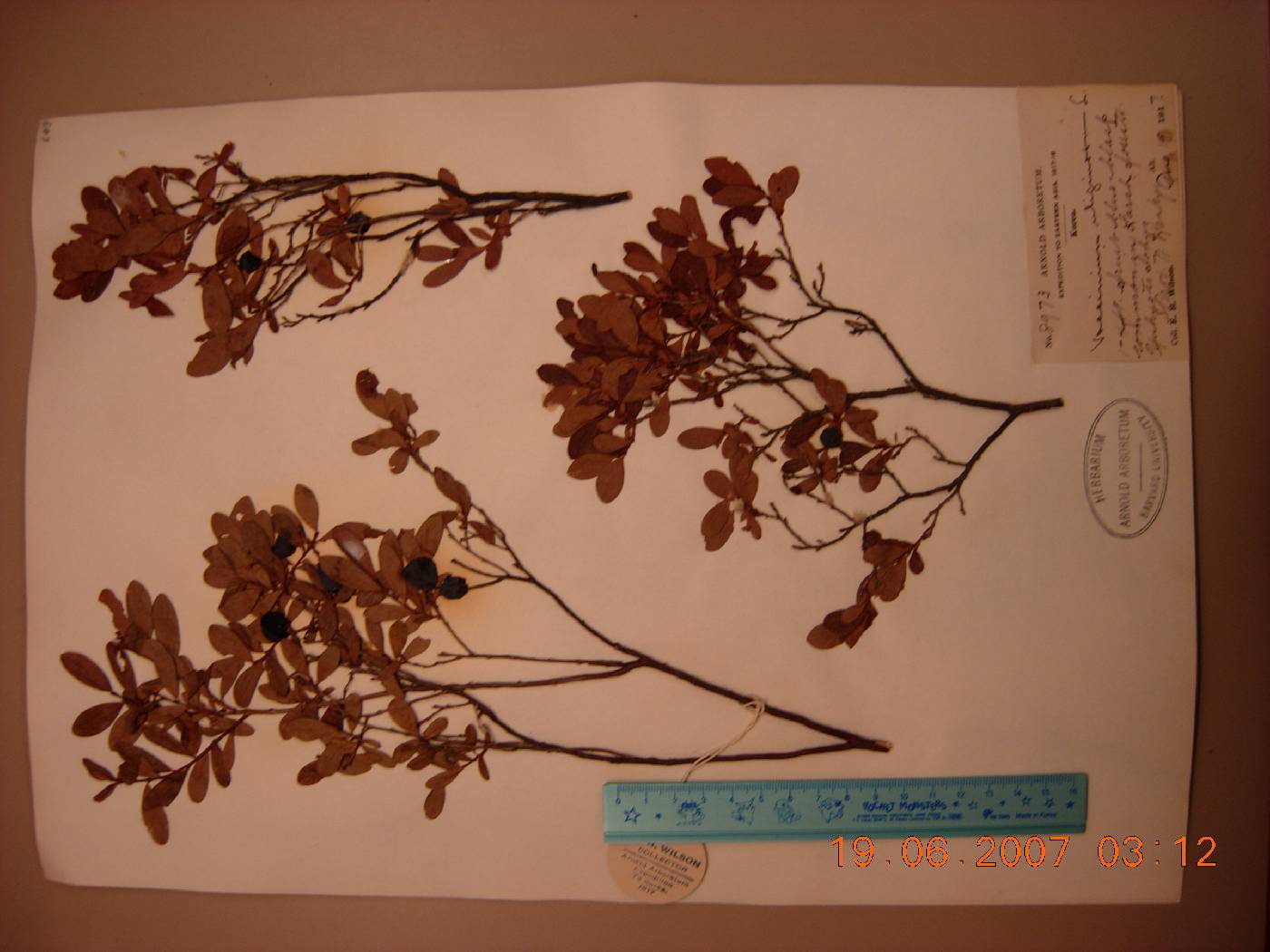 Vaccinium uliginosum image