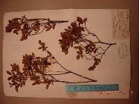 Vaccinium uliginosum image