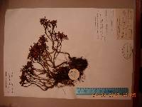 Rhododendron lapponicum image