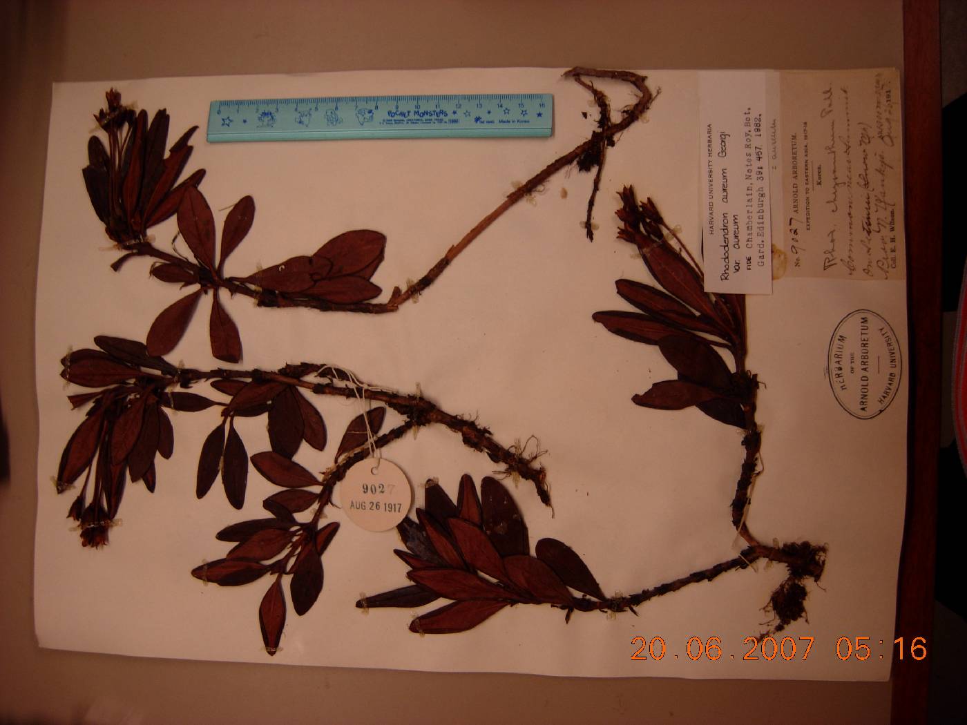 Rhododendron aureum image