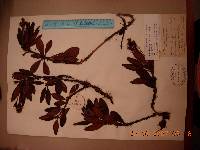 Image of Rhododendron aureum