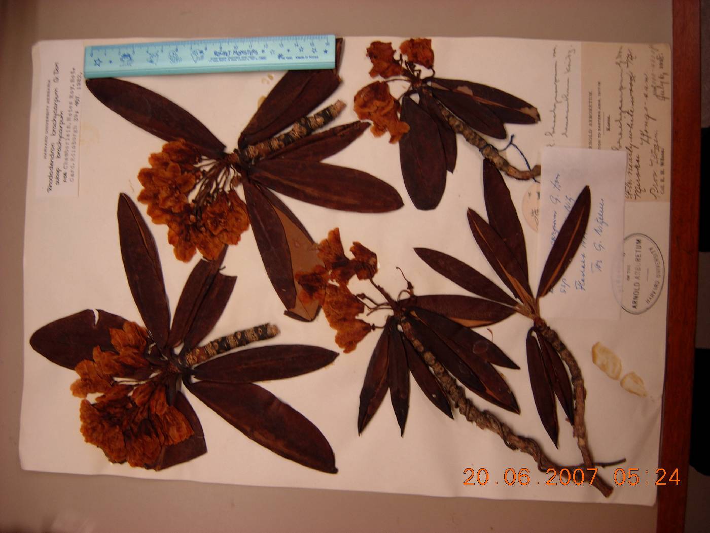 Rhododendron brachycarpum image