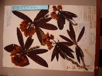 Rhododendron brachycarpum image
