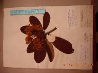 Rhododendron brachycarpum image