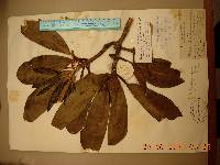 Rhododendron brachycarpum image