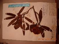 Rhododendron brachycarpum image