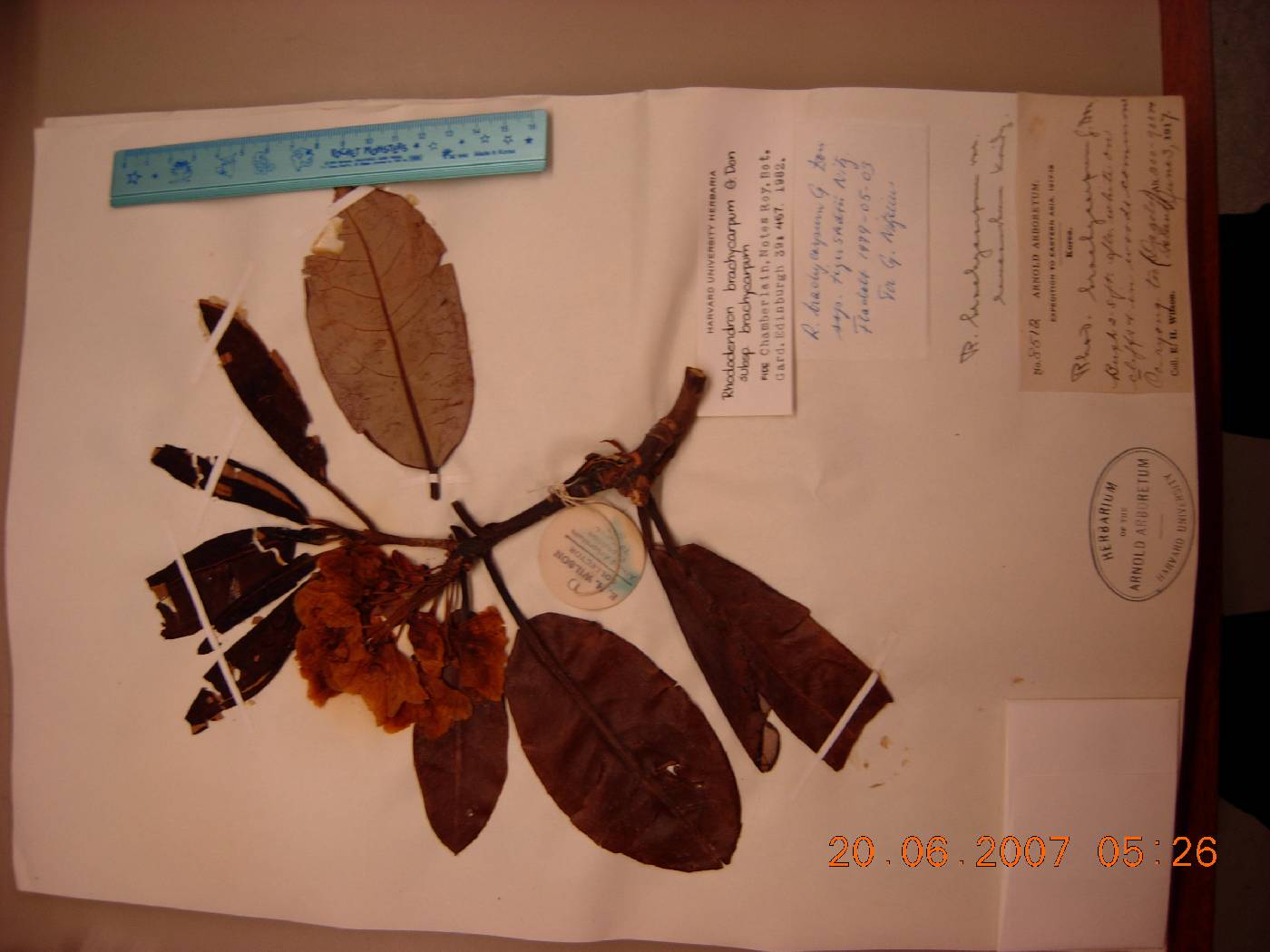 Rhododendron brachycarpum image