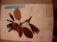 Rhododendron brachycarpum image