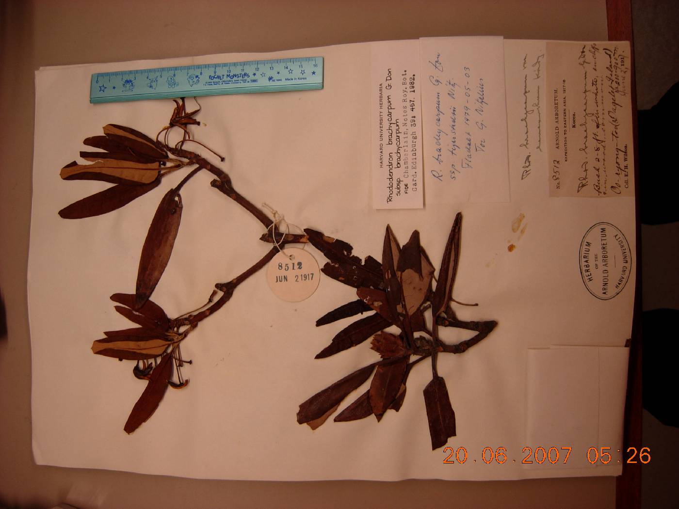 Rhododendron brachycarpum image