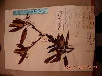 Rhododendron brachycarpum image