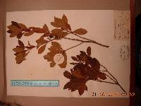 Rhododendron mucronulatum image