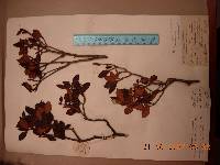 Rhododendron mucronulatum image