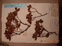Rhododendron mucronulatum image