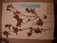 Rhododendron mucronulatum image