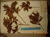 Rhododendron mucronulatum image