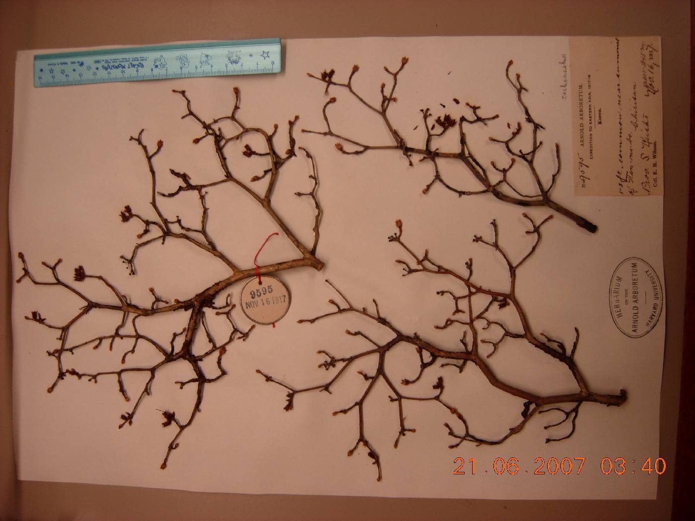 Rhododendron tschonoskii image