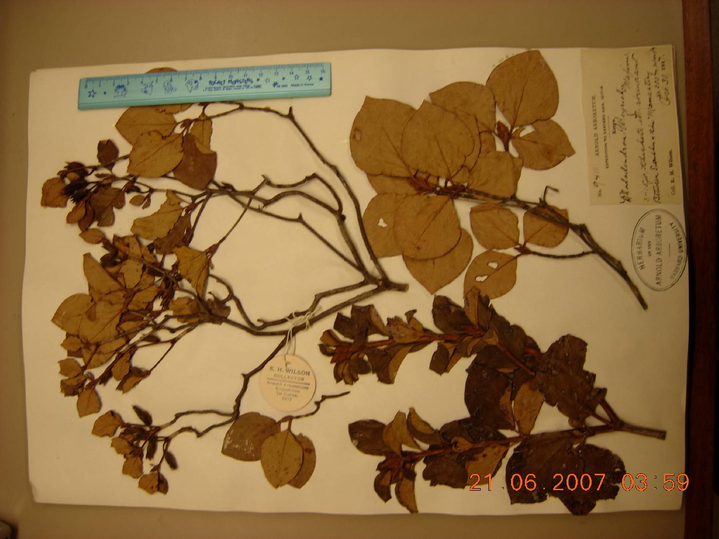 Rhododendron weyrichii image