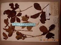 Rhododendron schlippenbachii image