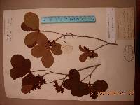 Rhododendron schlippenbachii image