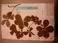 Rhododendron schlippenbachii image