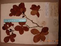 Rhododendron schlippenbachii image