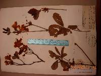 Rhododendron schlippenbachii image