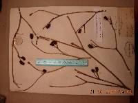 Rhododendron schlippenbachii image