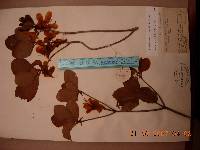 Rhododendron schlippenbachii image