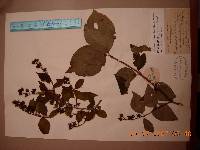 Philadelphus tenuifolius image