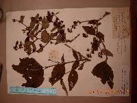 Philadelphus tenuifolius image