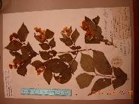 Philadelphus tenuifolius image