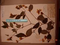 Philadelphus tenuifolius image