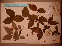 Philadelphus tenuifolius image