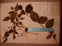 Philadelphus tenuifolius image