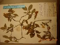 Philadelphus tenuifolius image