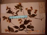 Philadelphus tenuifolius image