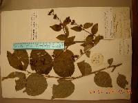 Philadelphus tenuifolius image