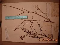 Philadelphus tenuifolius image