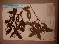 Deutzia glabrata image