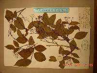 Deutzia glabrata image