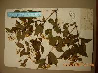 Deutzia glabrata image